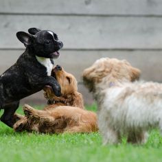 playing-puppies-790638_1920